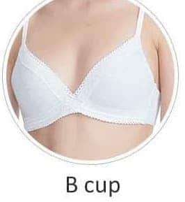 B Cup